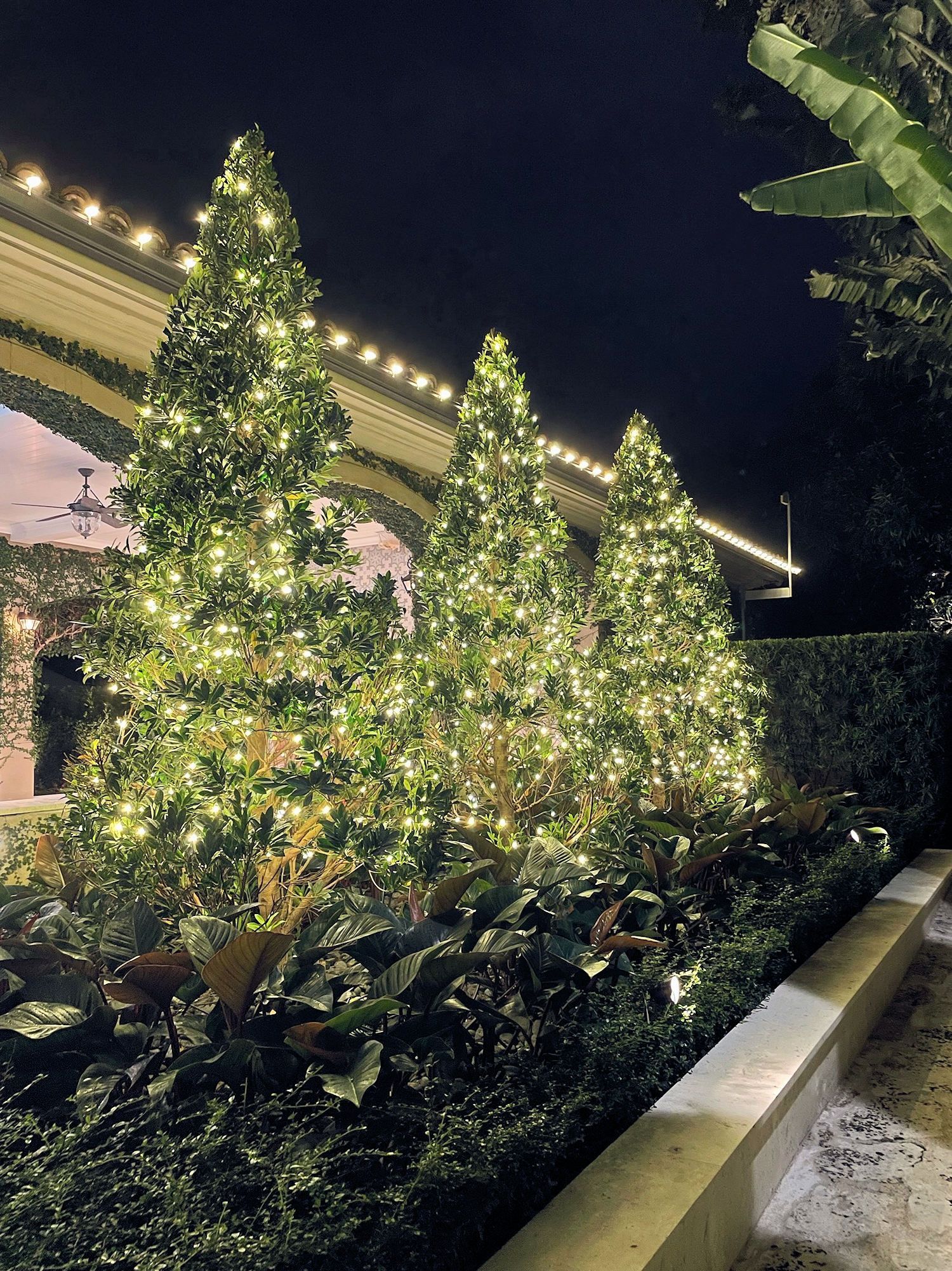 Three topiary trees wrapped in warm string lights stand in a row at night against an illuminated building edge.