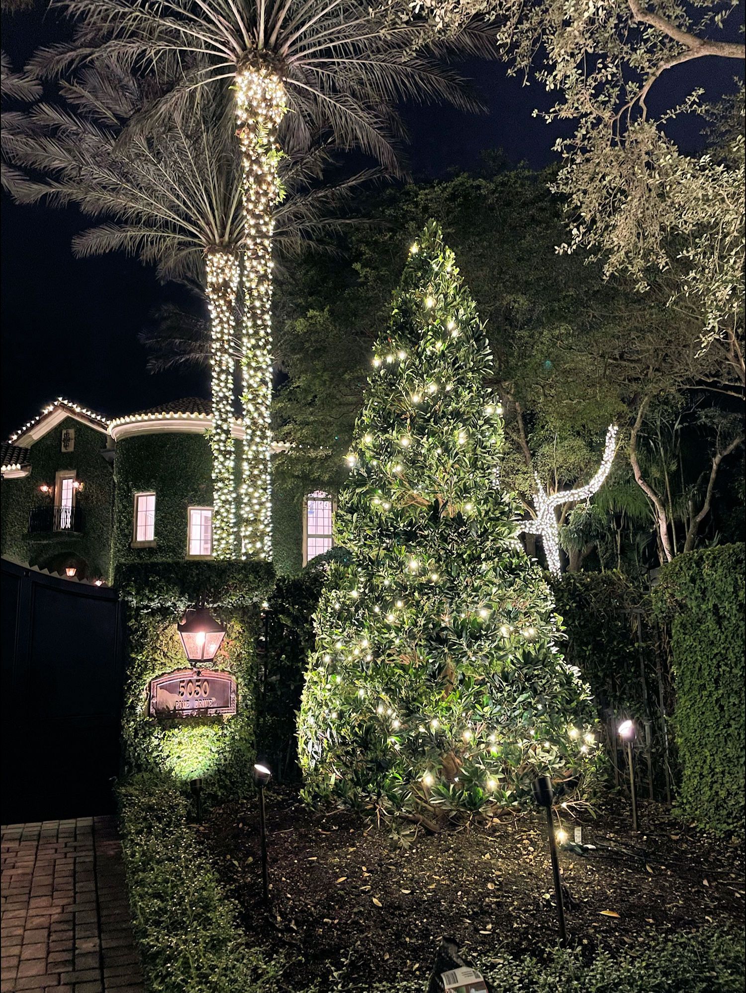 A nighttime view of a large, conical tree decorated with string lights, next to a tall palm tree wrapped in white lights.