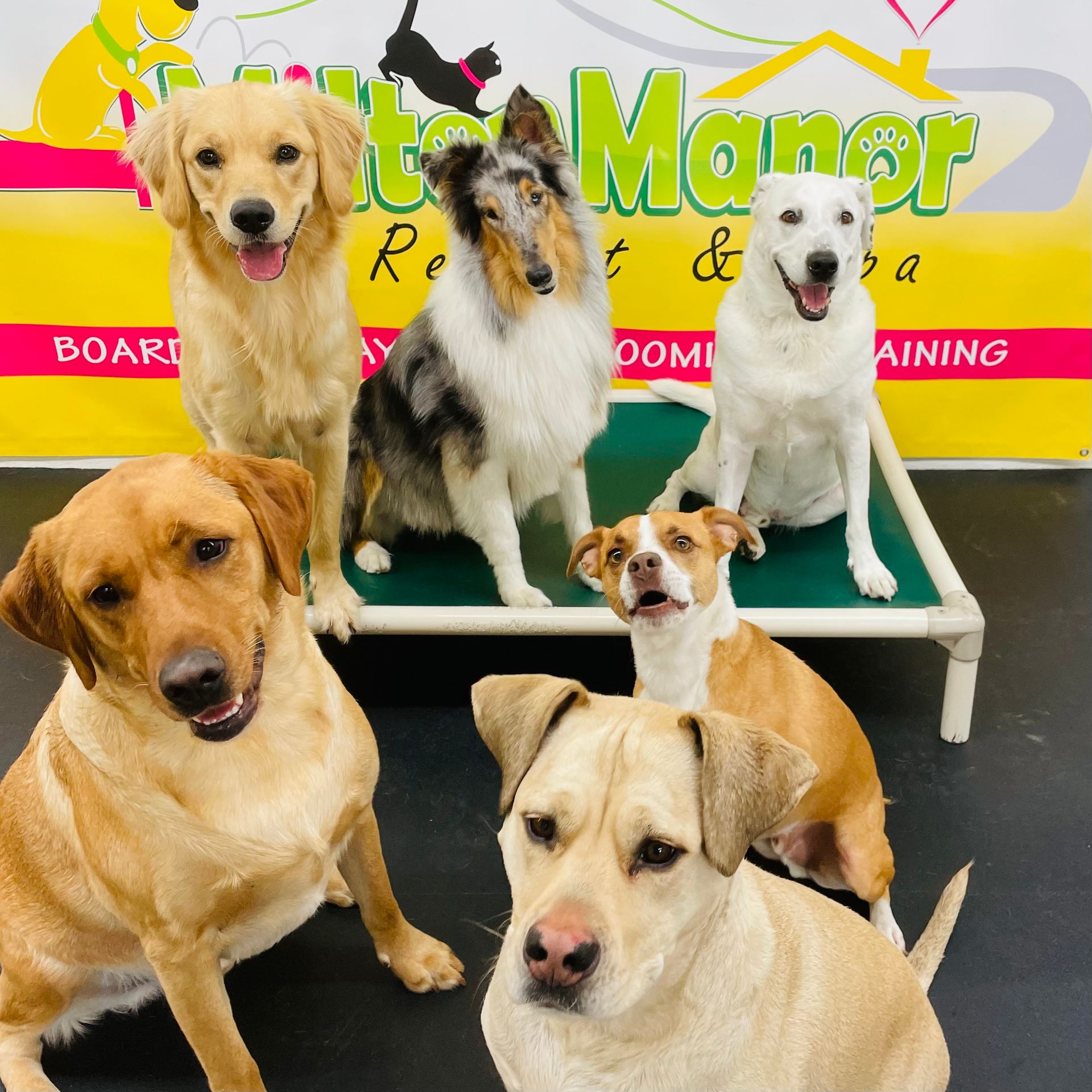 Indoor Dog Daycare Play Area with Rubber Flooring