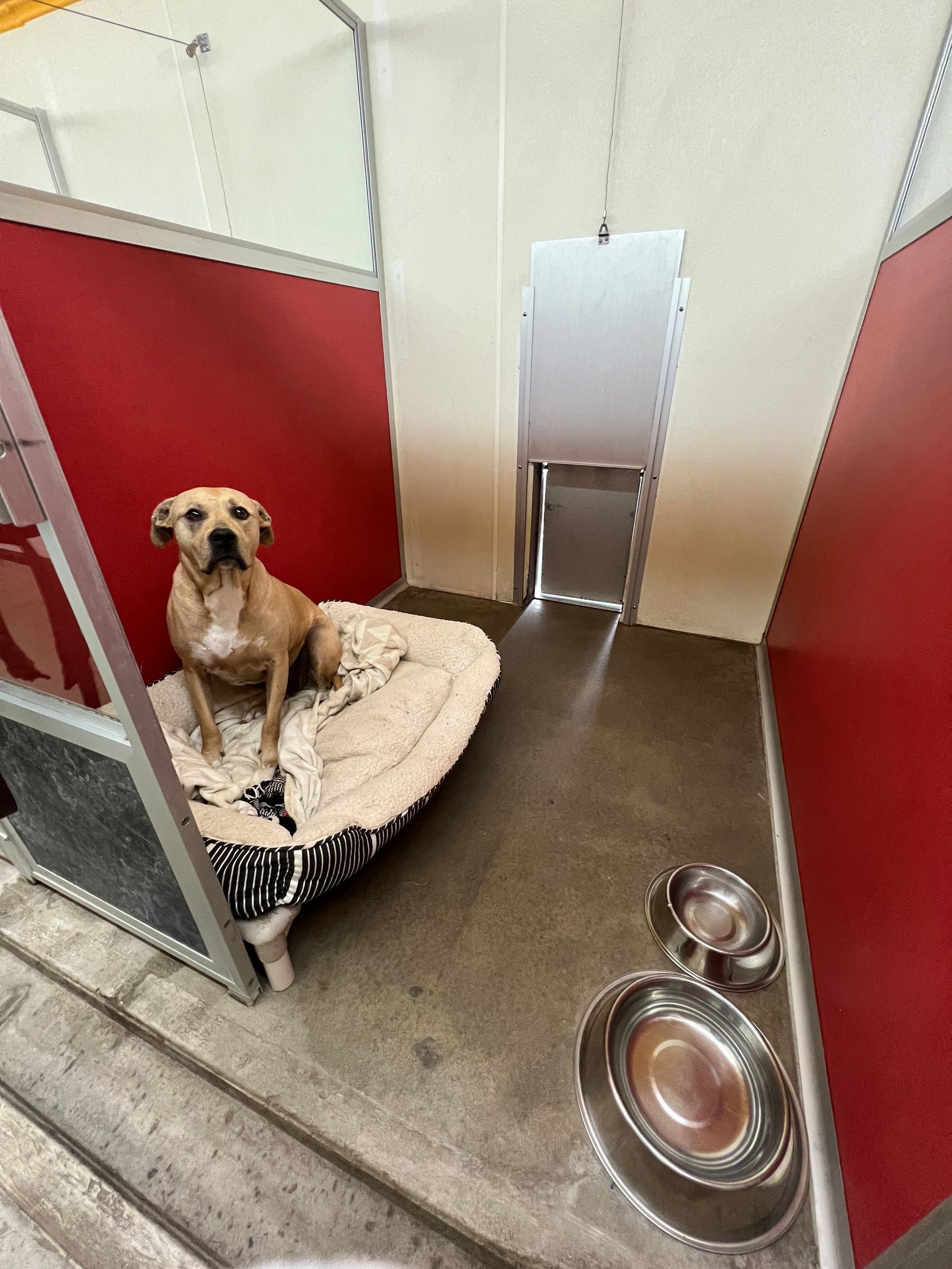 Junior Suite with swinging dog door