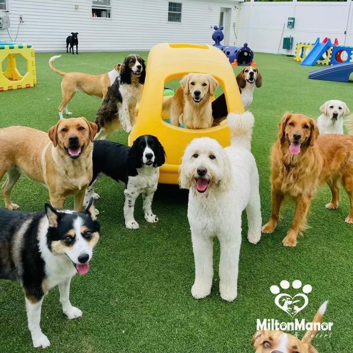 Large Dog Daycare Outdoor Space
