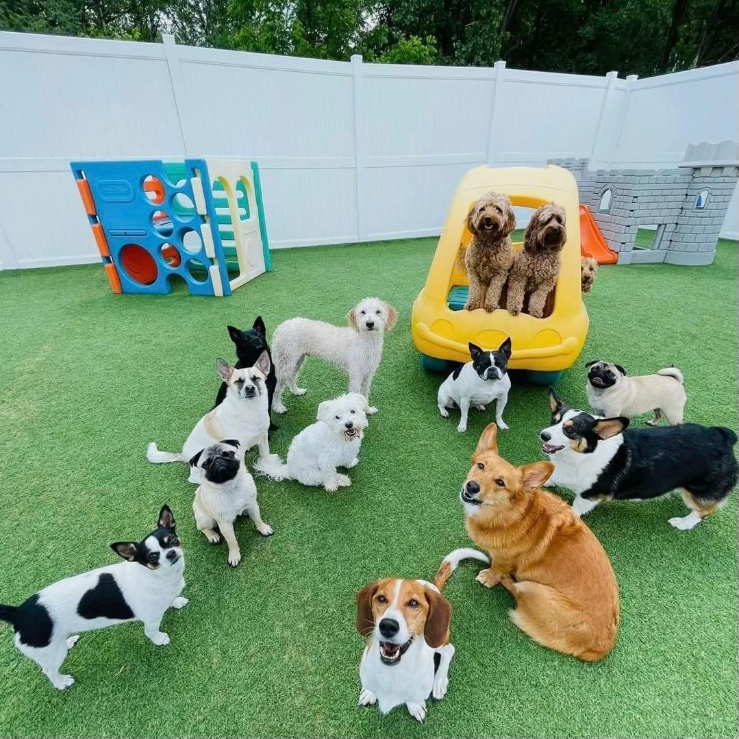 Small Dog Daycare