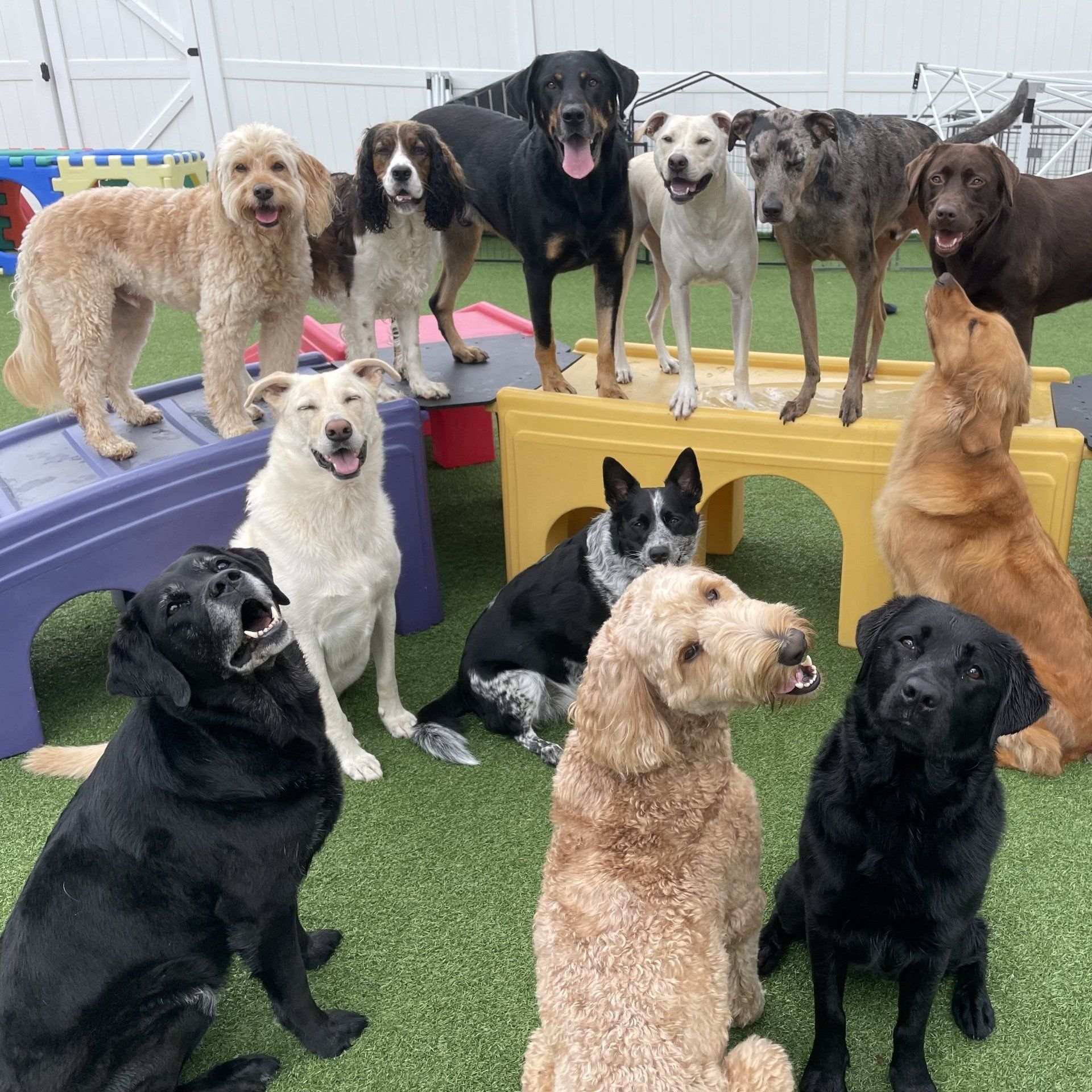 Doggie Daycare Packages & Info For Dogs Near Saratoga, Wilton, Clifton