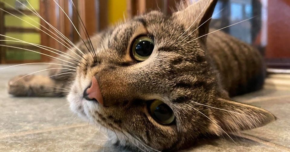 Cat boarding suites interior 1