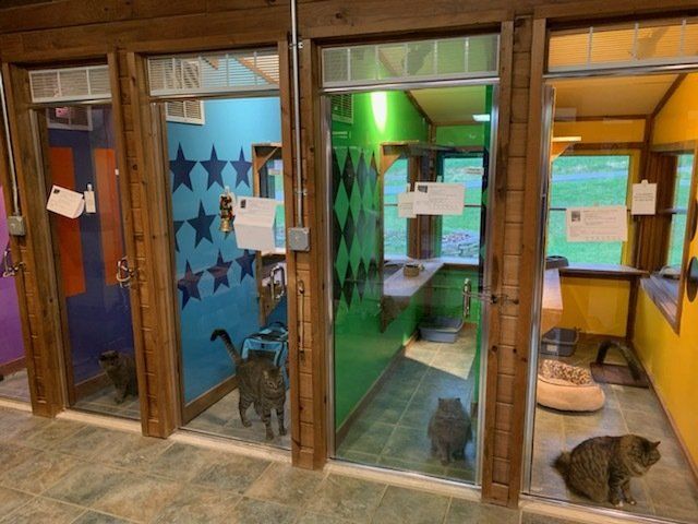 Luxury Cat Boarding & Lodging for Cats In Upstate NY's Captial Region ...