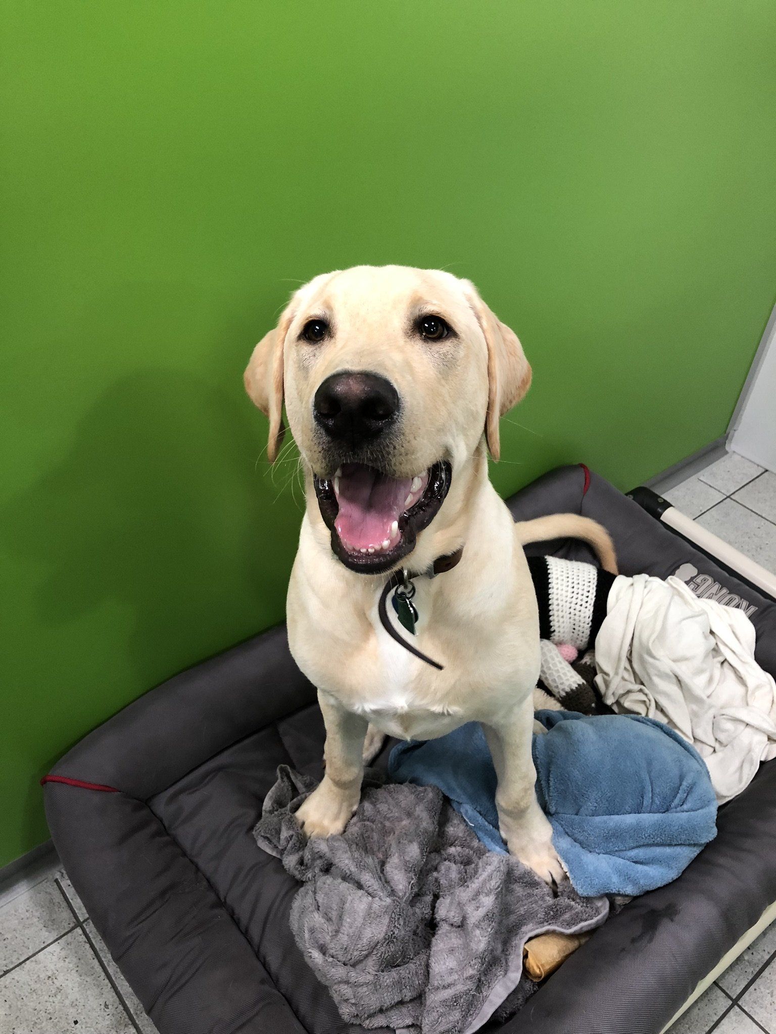 dog congress bark suite