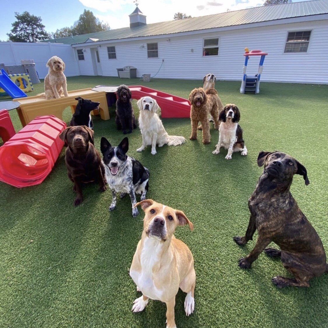 Doggie Daycare Packages & Info For Dogs Near Saratoga, Wilton, Clifton