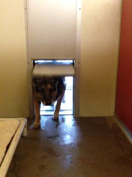 Junior Suite with dog entering through dog door