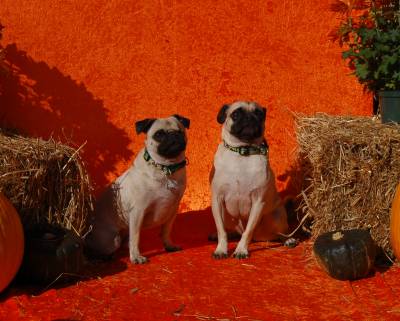 Open House 2008 photo