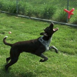One-on-One Playtime with a Toy.