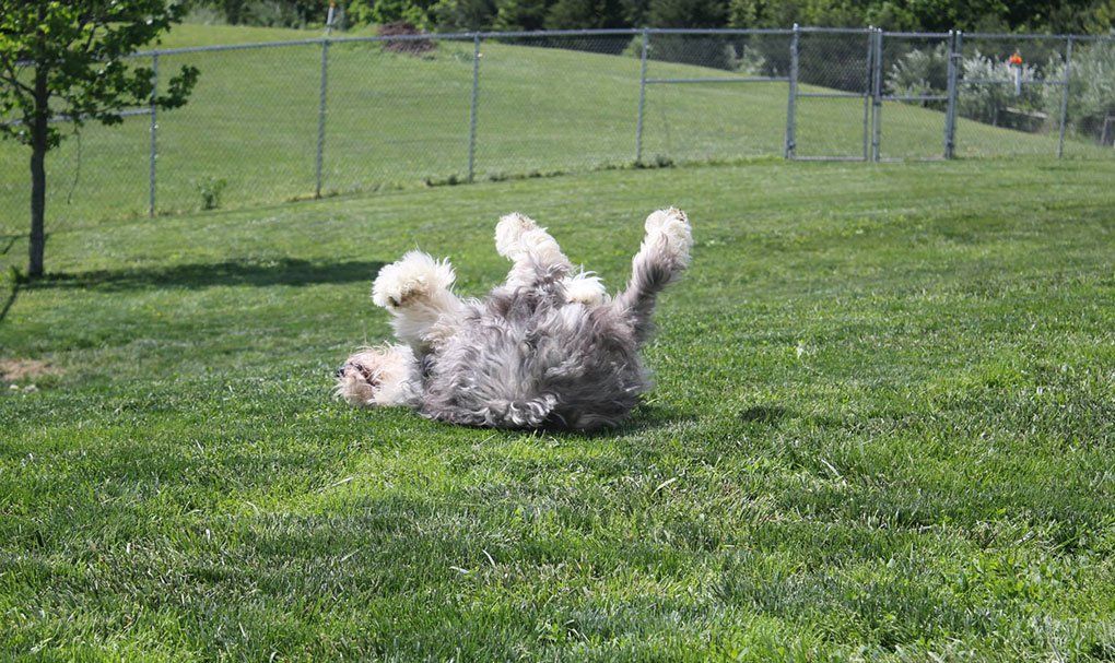 Pet Boarding