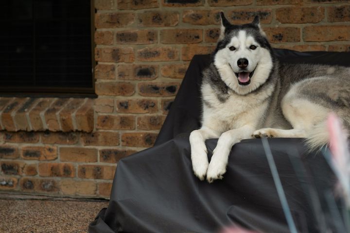 dog sitting on a sofa