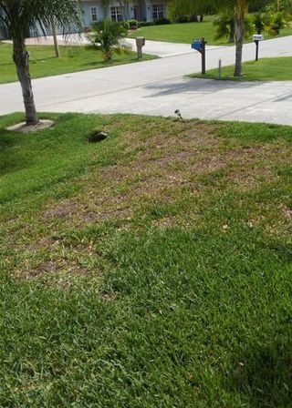 Grass on Yard — Cape Coral, FL — Advanced Pest Control