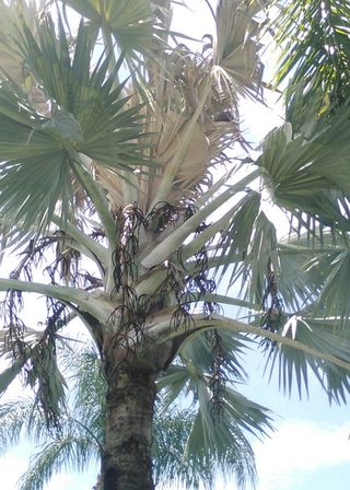 Palm Tree — Cape Coral, FL — Advanced Pest Control
