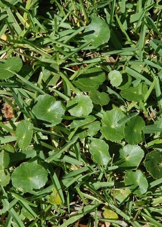 Unwanted Weeds — Cape Coral, FL — Advanced Pest Control