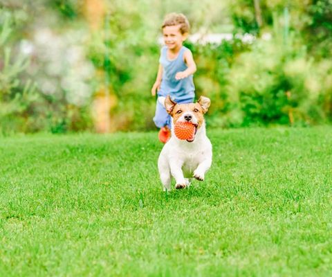 Boy and Dog Running on Lawn — Cape Coral, FL — Advanced Pest Control