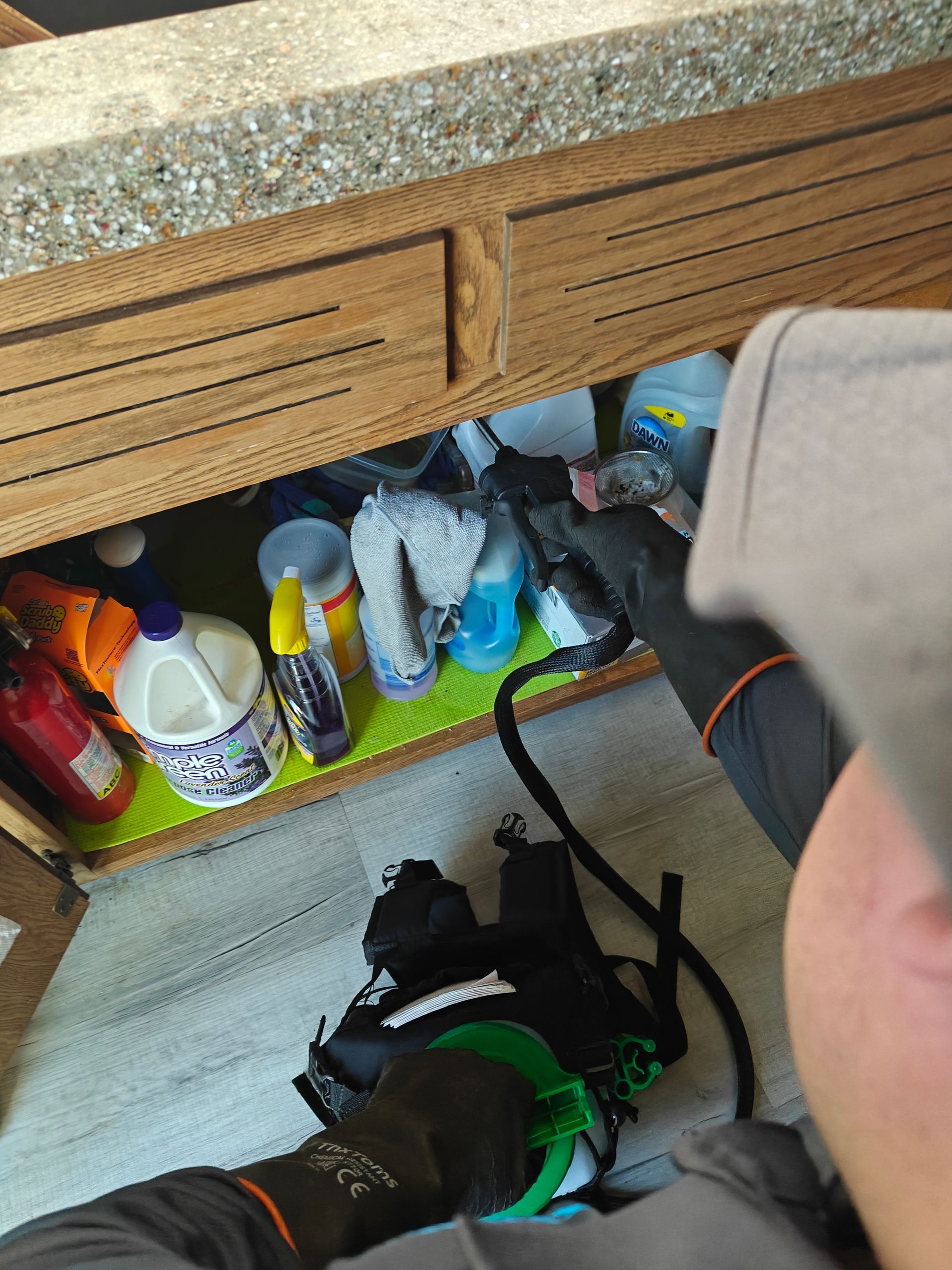 Cockroach on a patterned glass surface, with a blurred background of pink and green hues.