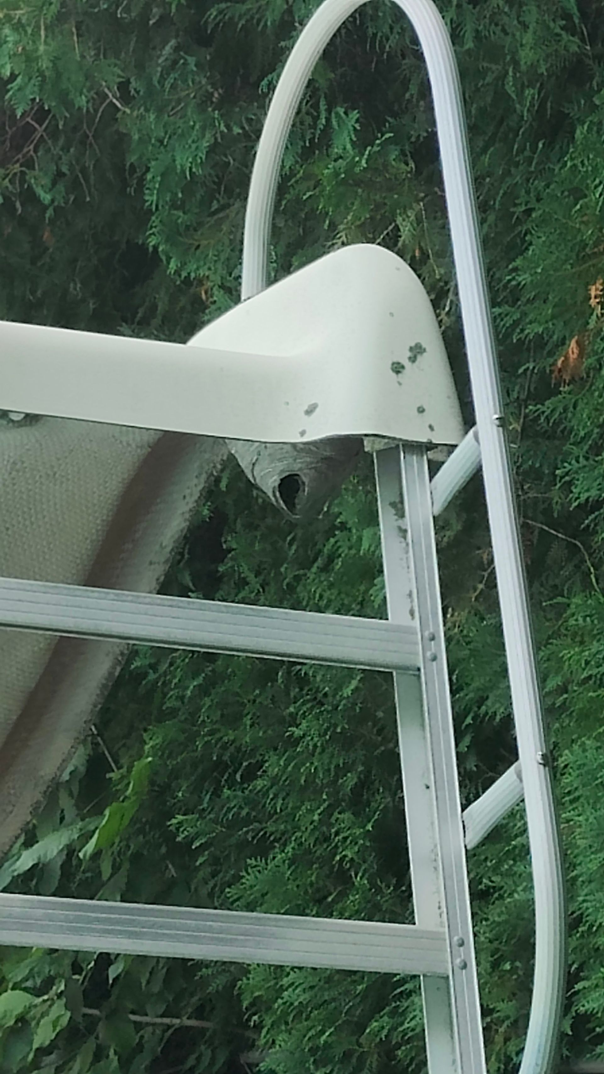 Pool ladder attached to a beige pool wall, surrounded by green foliage.