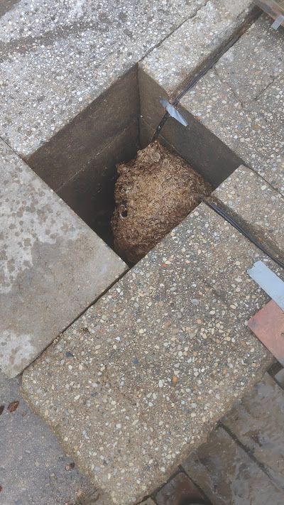 Bees' nest inside a square opening between grey concrete blocks.