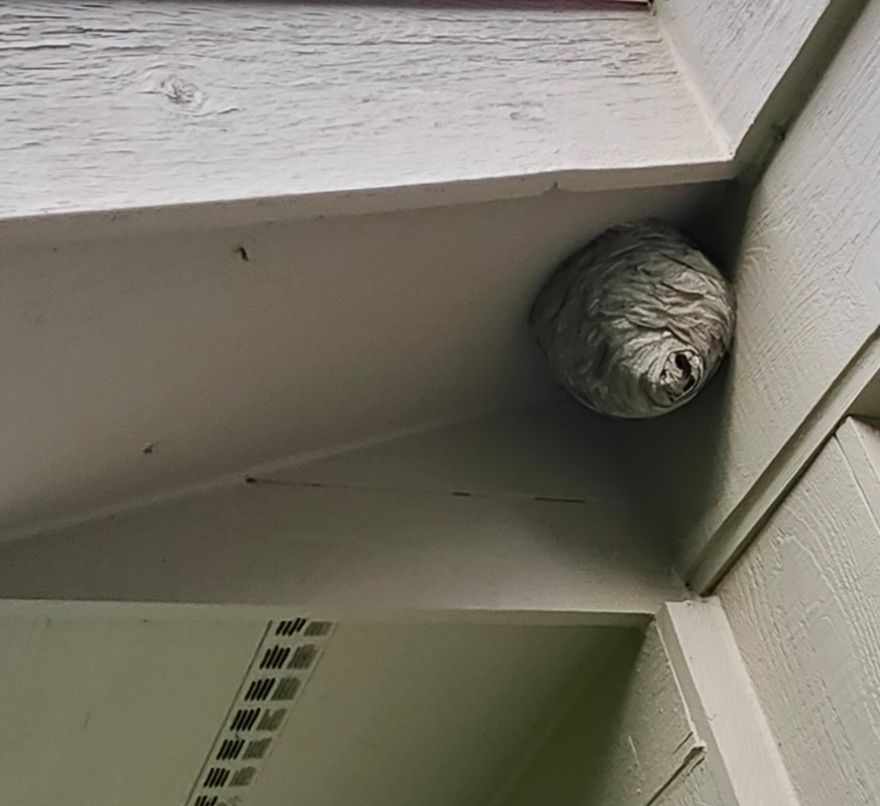 Wasp nest attached to a white painted porch ceiling corner.