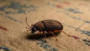 Brown beetle crawling on beige carpet.