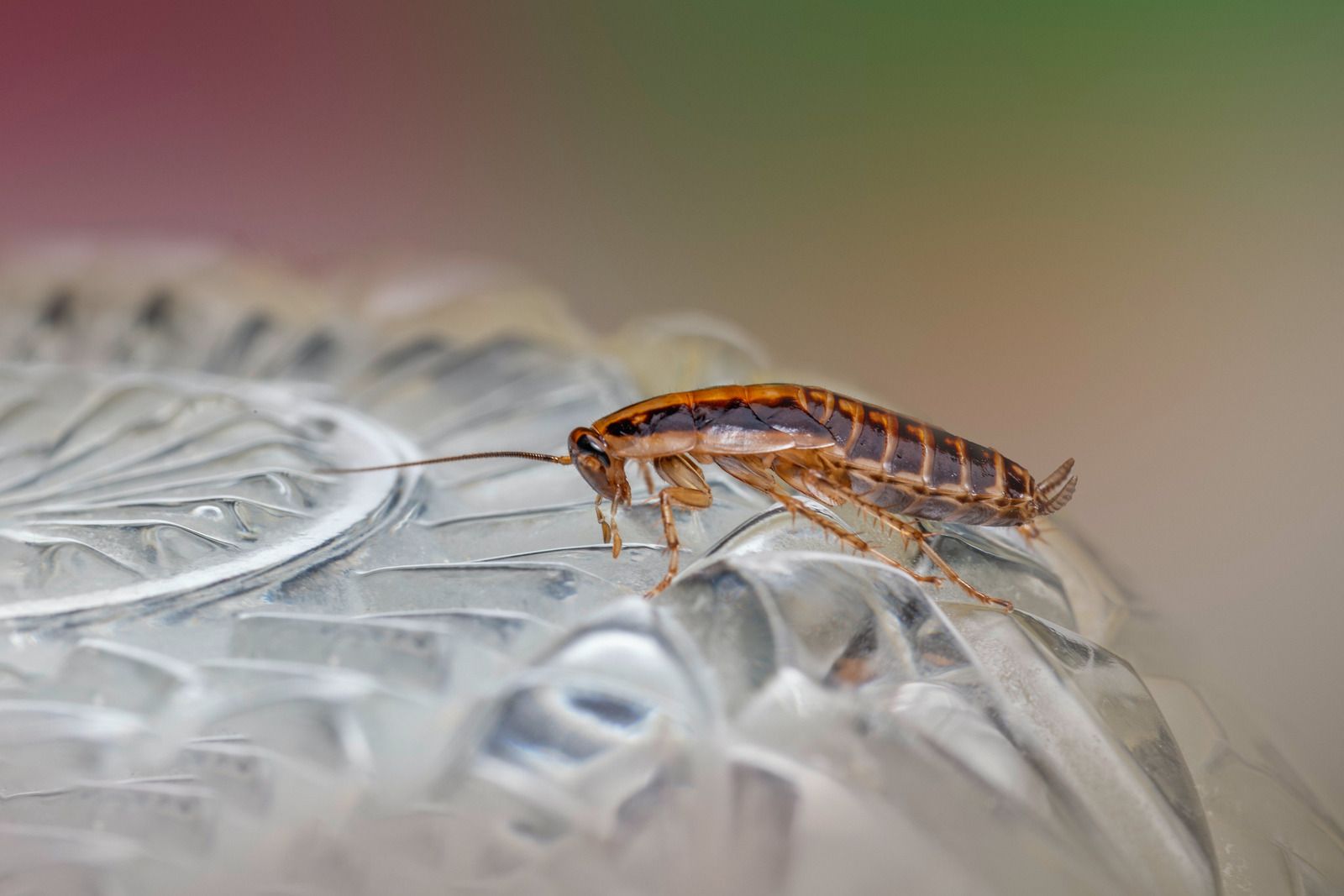 Cockroach on a patterned glass surface, with a blurred background of pink and green hues.
