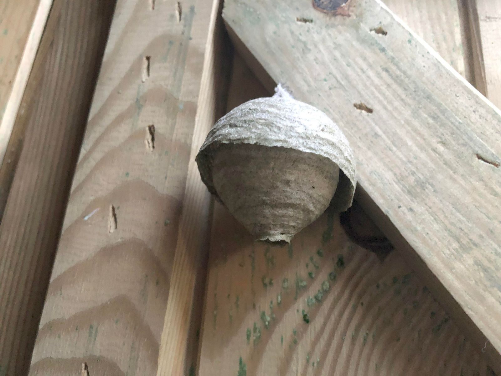 Wasp nest made of paper-like material, attached to wooden beams.