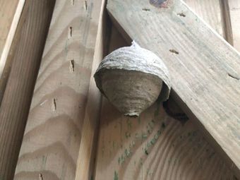 Wasp nest made of paper-like material, attached to wooden beams.
