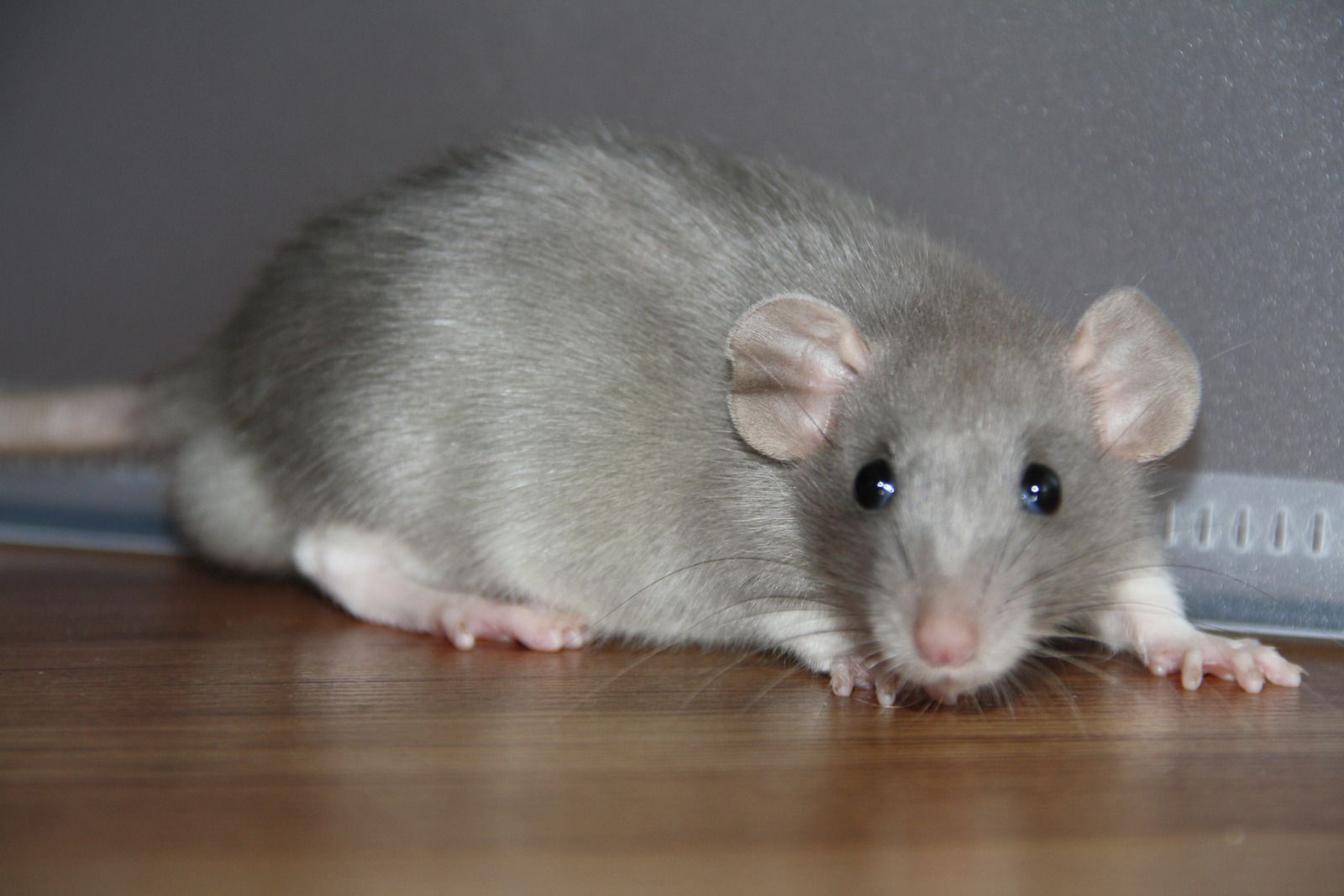 Person in protective gear spraying a couch in a living room for pest control.