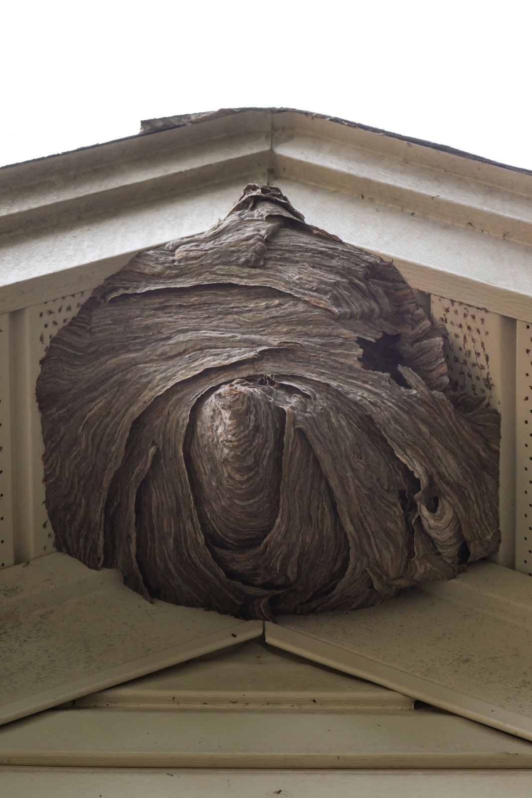 Large wasp nest built into the corner of a house's roof.