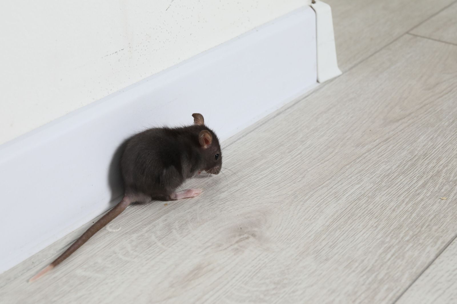 Black rat on light wood floor next to white wall and baseboard.