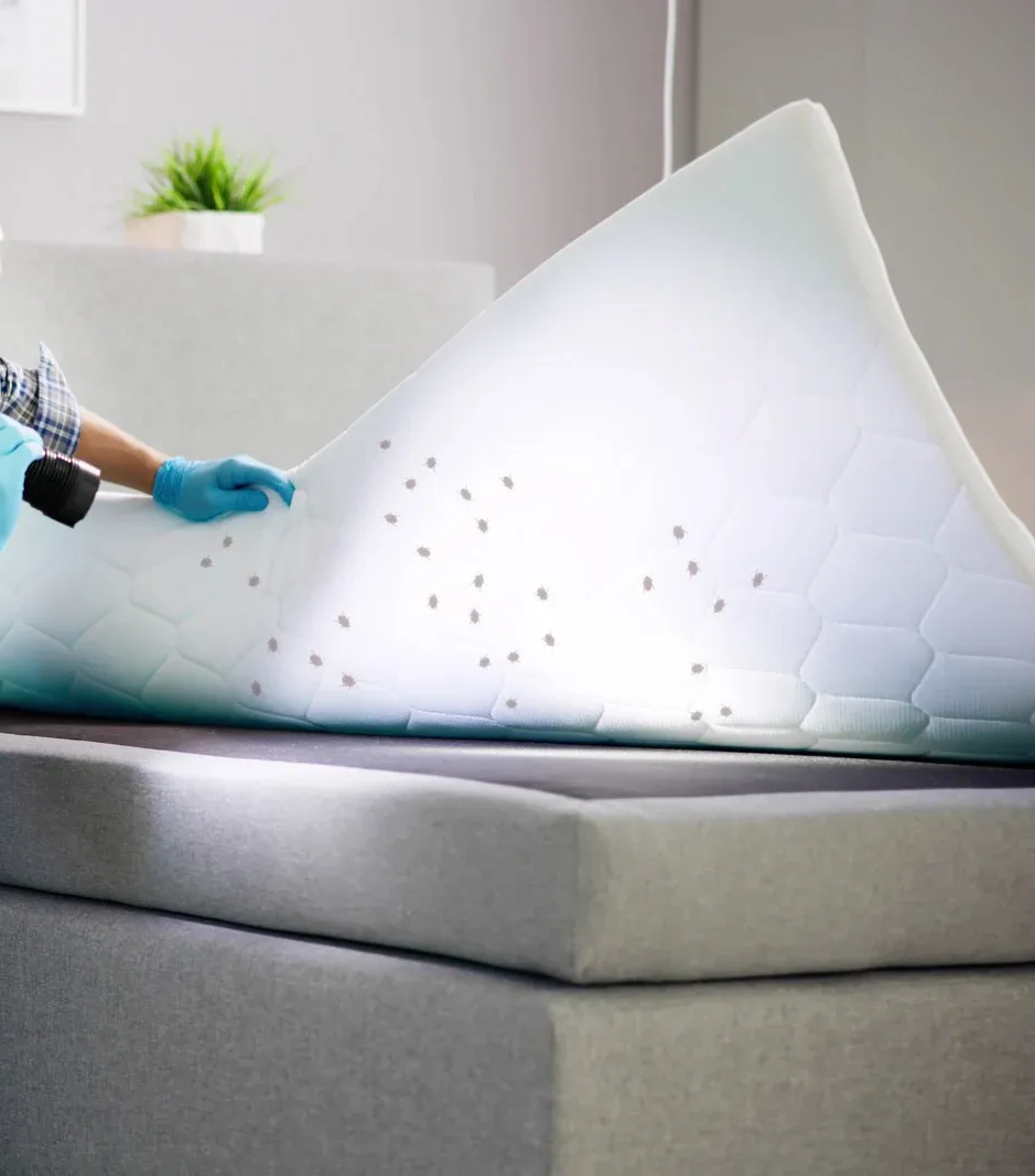 Person in gloves lifts mattress, revealing bed bugs.
