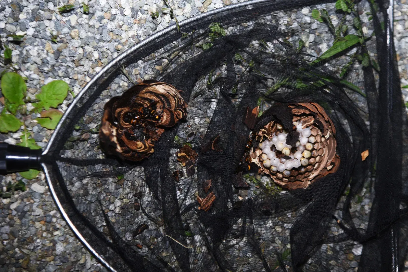 Two halved, brown and tan, wasp nests in a black net.