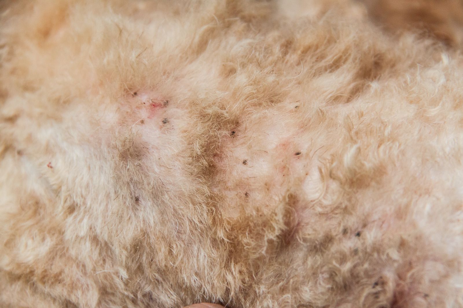 Close-up of a dog's fur with visible black specks and irritated, reddish skin.