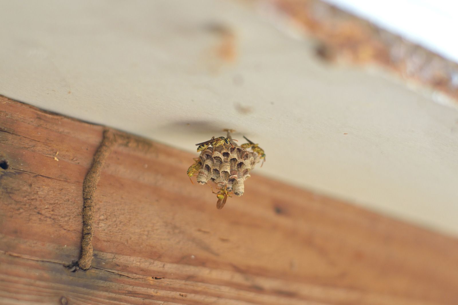 Wasp nest attached to a wooden beam. Several wasps are visible near the nest.