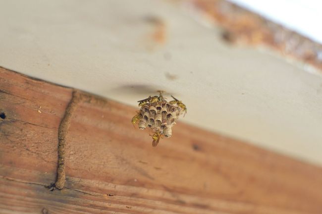 Wasp nest attached to a wooden beam. Several wasps are visible near the nest.