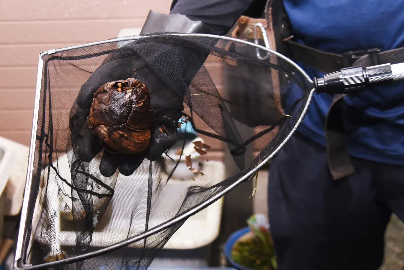 Gloved hand holding a dark, decaying object in a black net, likely from water, with a blurred background.