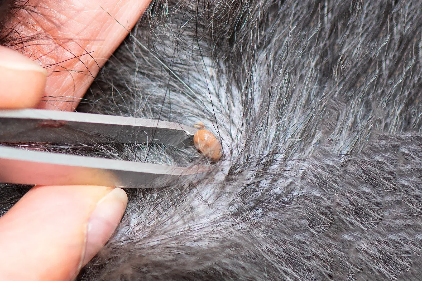 Tweezers removing a tick from grey animal fur.