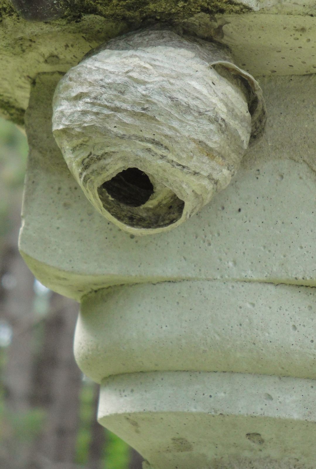 Wasp nest attached to a stone column. The nest is a greyish-brown color, with a dark opening.