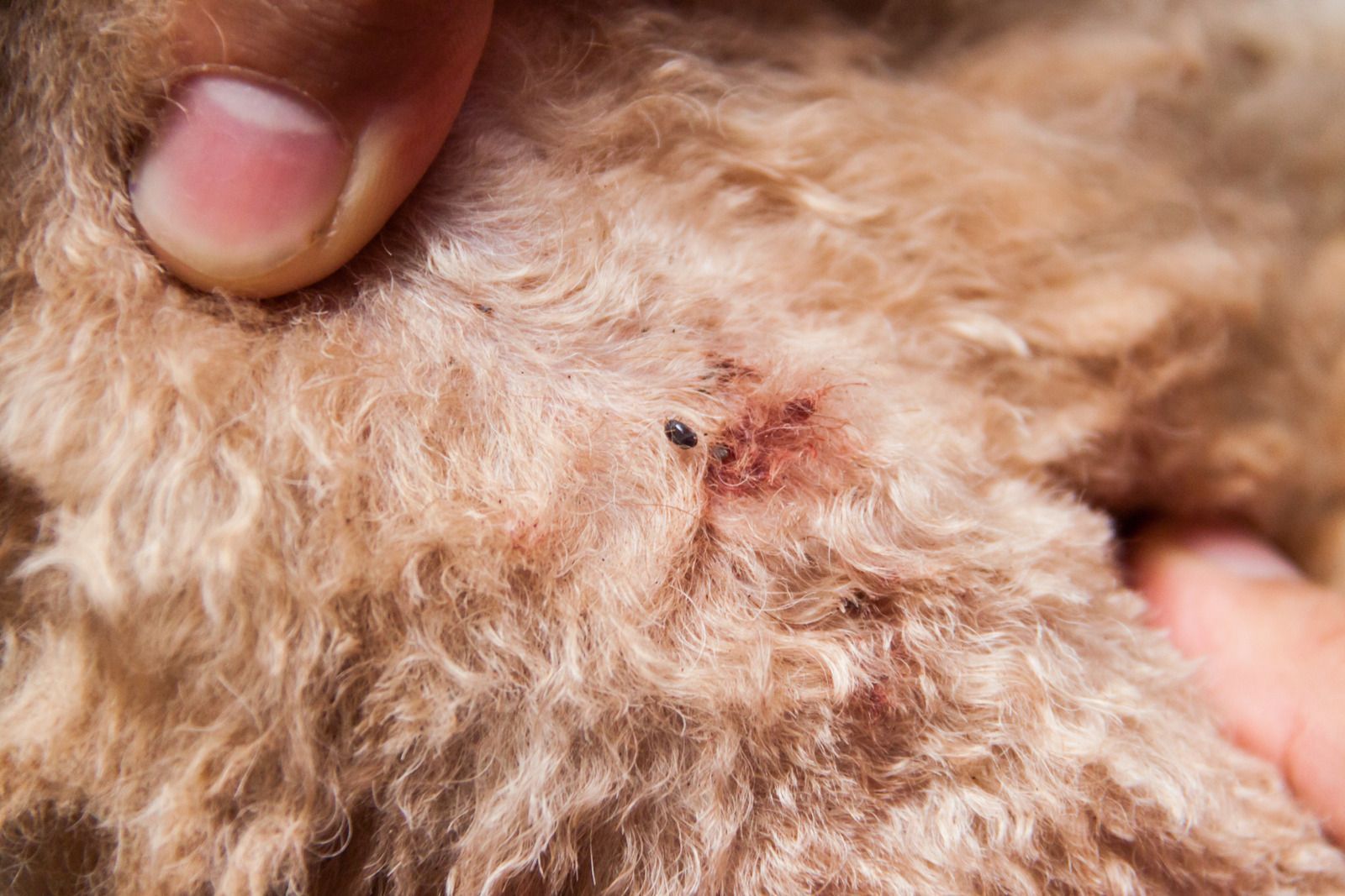 A hand holding up a small dog's fur, revealing a small, dark insect with a red area around it.