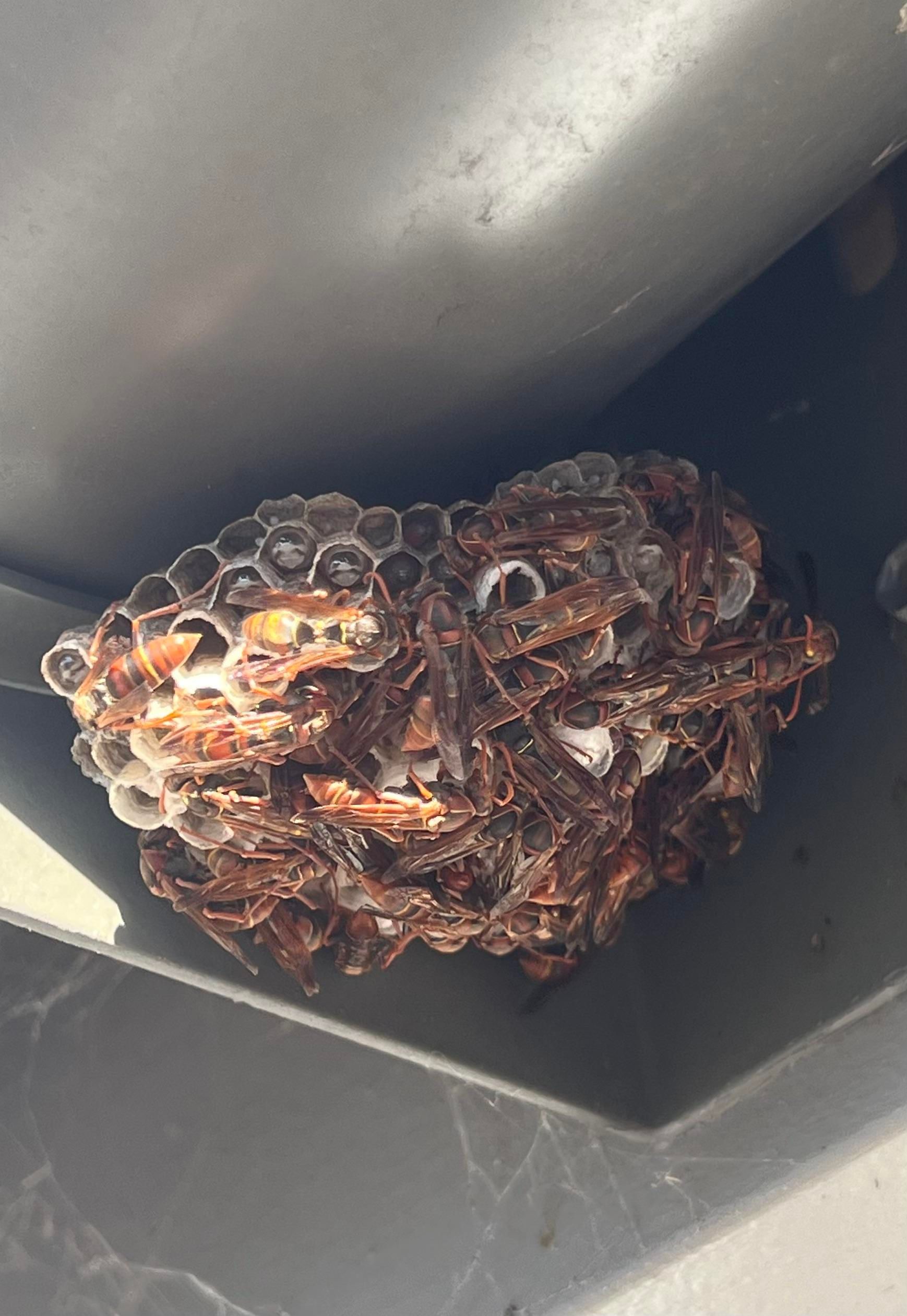 Paper Wasp nest