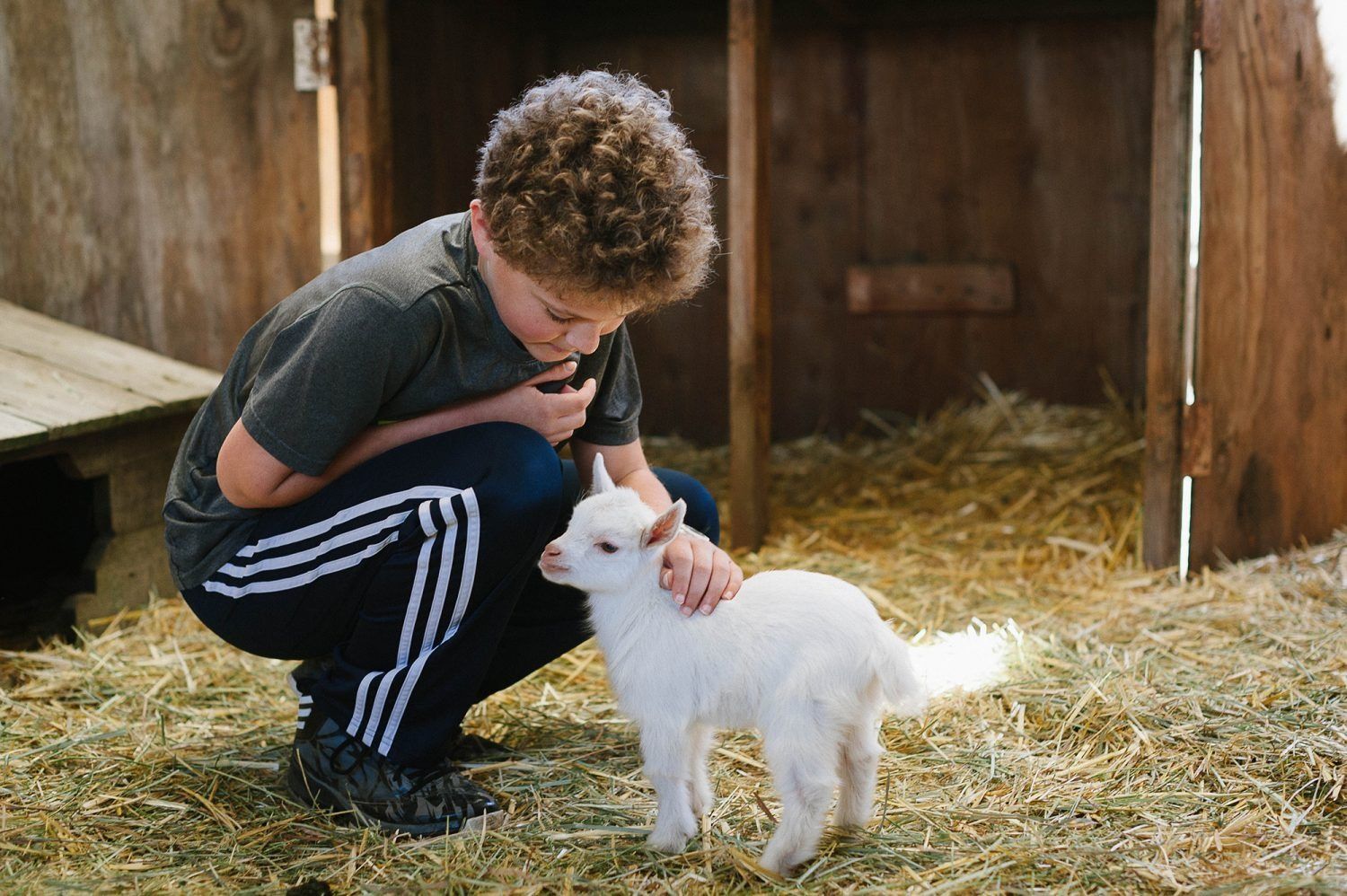 a young Montessori child is petting a baby goat in a barn