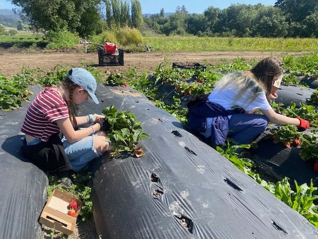 Two Montessori children are picking strawberries in a field.