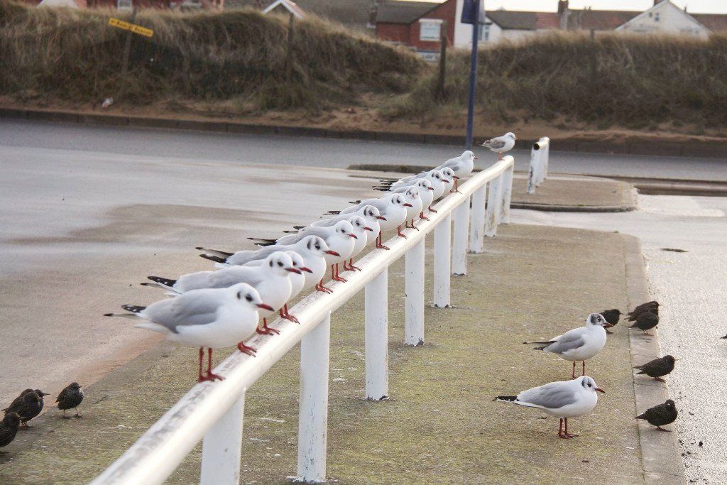 Seagulls in the beach carpark at Saltburn
