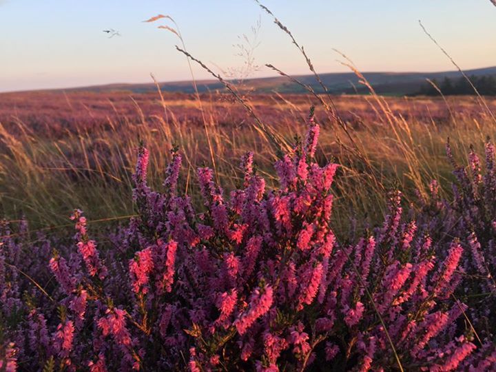 Heather in bloom on the North York Moors
