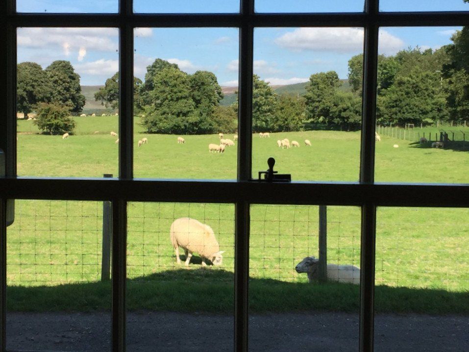 Ingleby Manor Courtyard Cottage view of sheep from sitting room window