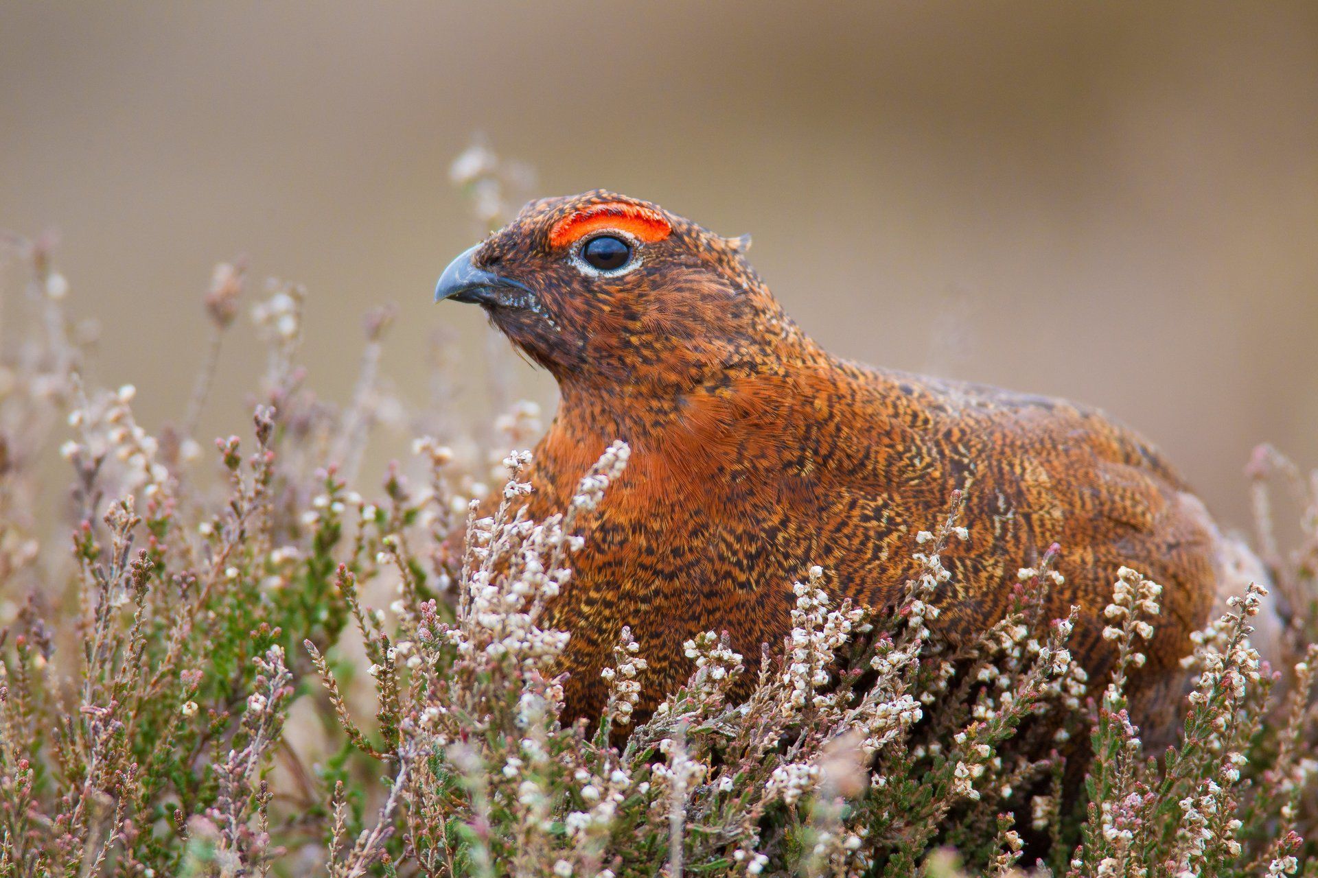 Grouse on the North York Moors