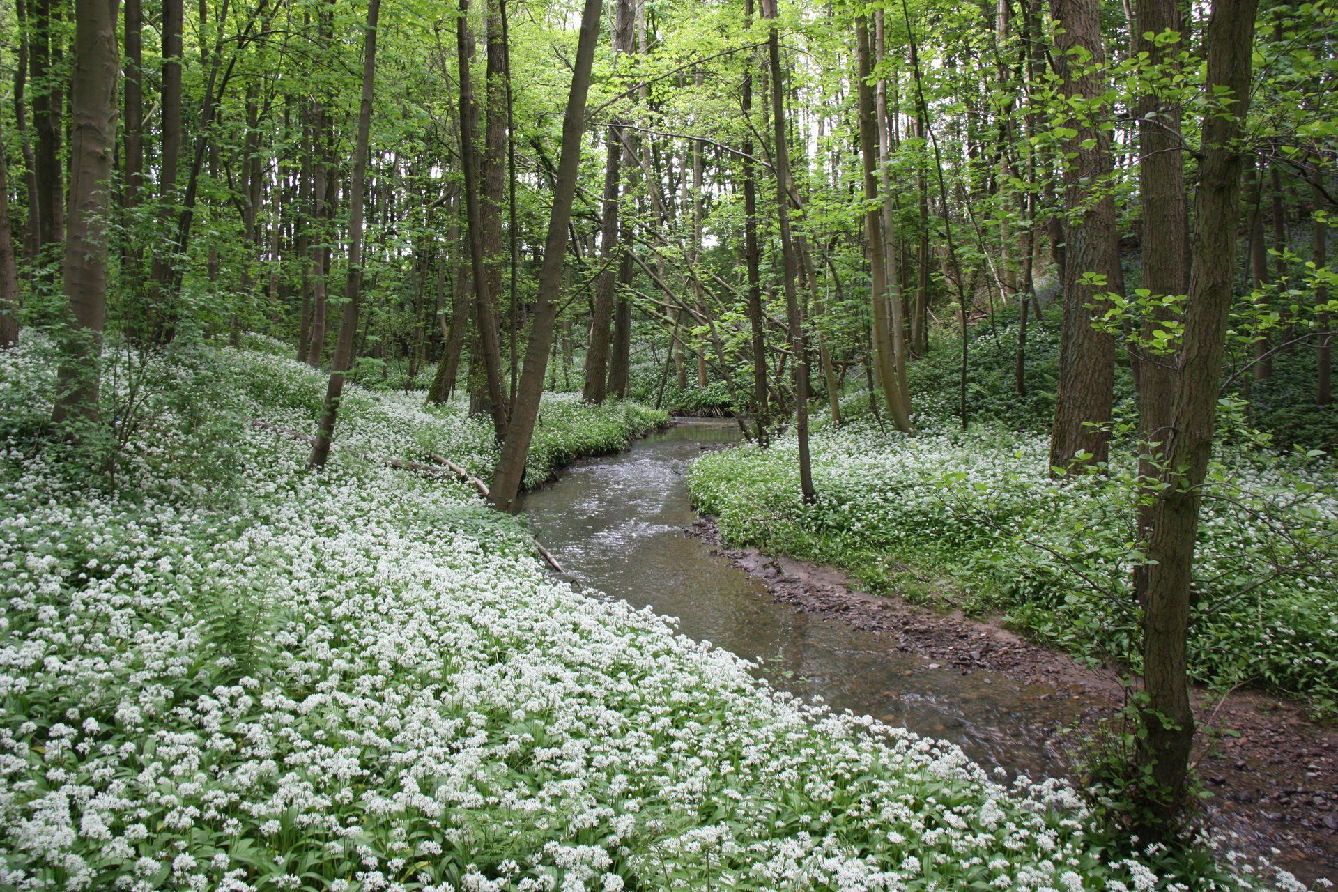 Wild garlic along the river beside the drive to Ingleby Manor