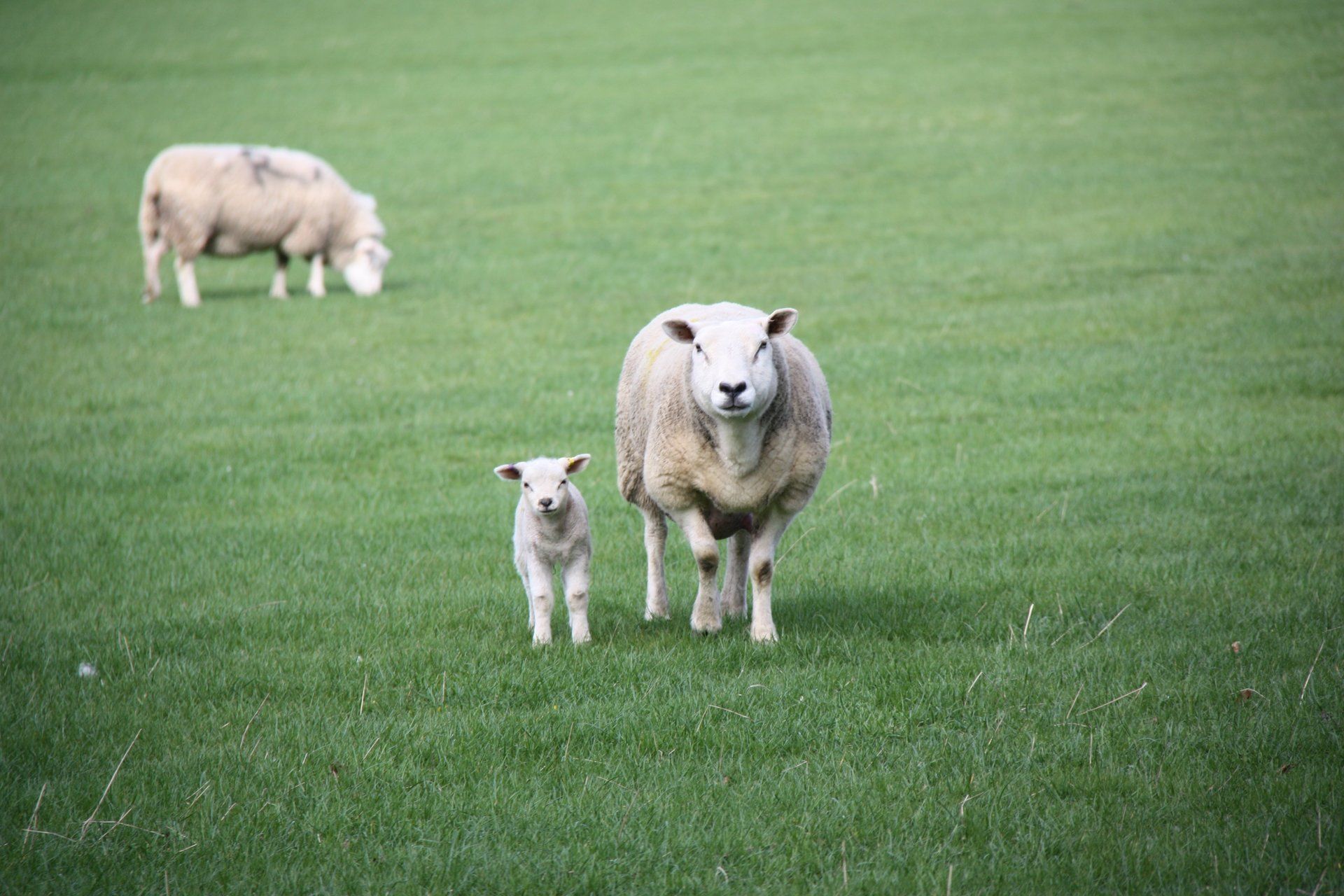 Sheep in Nory York Moors