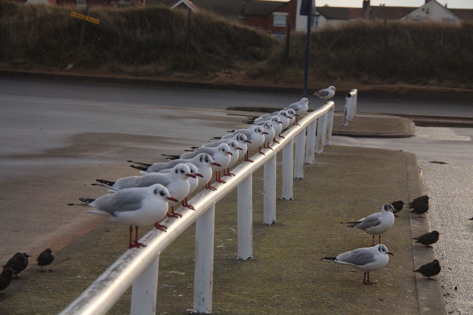 Seagulls on the beach at Redcar